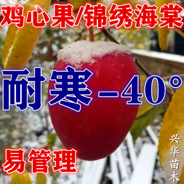 辽宁鸡心果苗耐寒矮化鸡心果树苗又名锦绣海棠