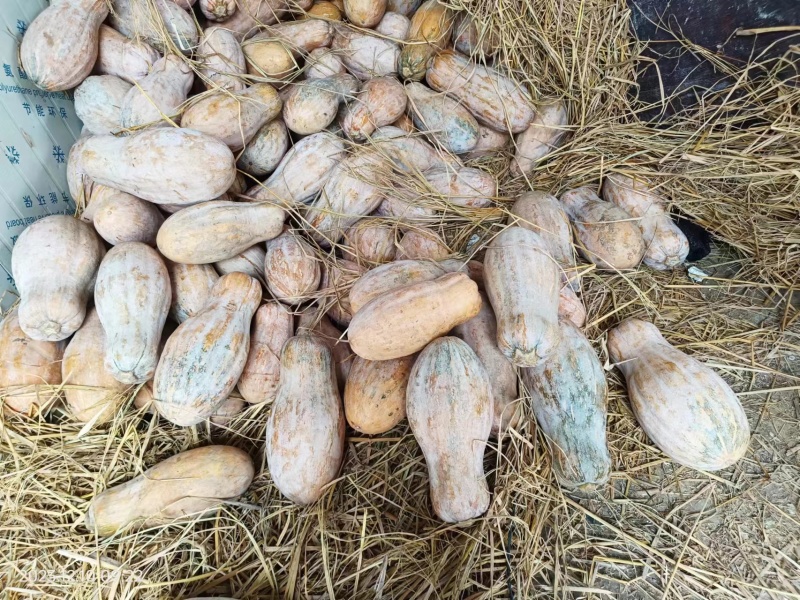 恩施高山老南瓜