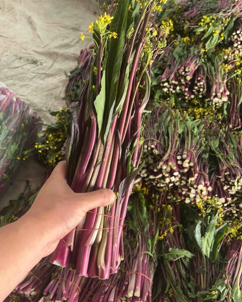 红菜苔