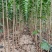 【107速生杨】河南济源500亩培育基地稳定供应欢迎来电