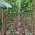 【107速生杨】河南济源500亩培育基地稳定供应欢迎来电