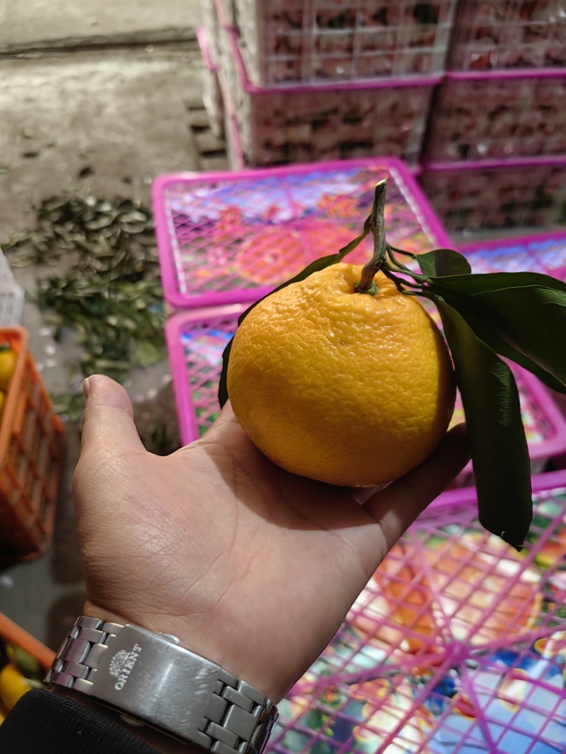 丑橘/大泡果/不知火，个大超甜汁水充足无渣无核产地直发
