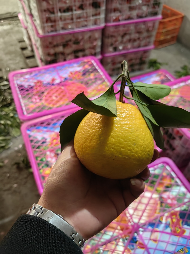 丑橘/大泡果/不知火，个大超甜汁水充足无渣无核产地直发