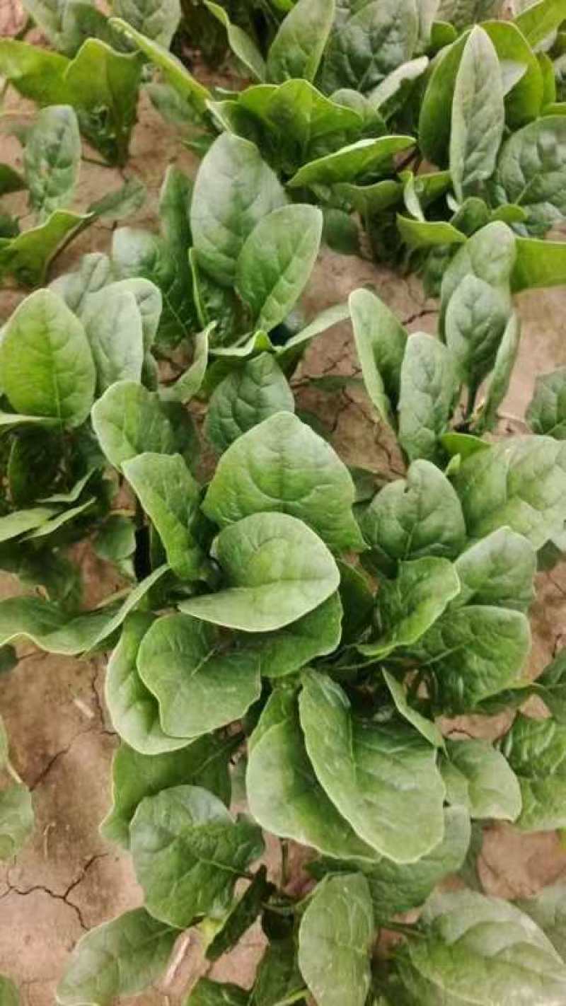 大叶菠菜，大量有货，对接全国市场电商平台，