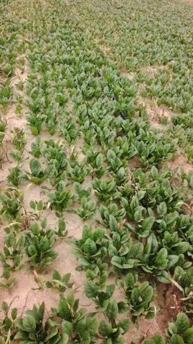 大叶菠菜，大量有货，对接全国市场电商平台，