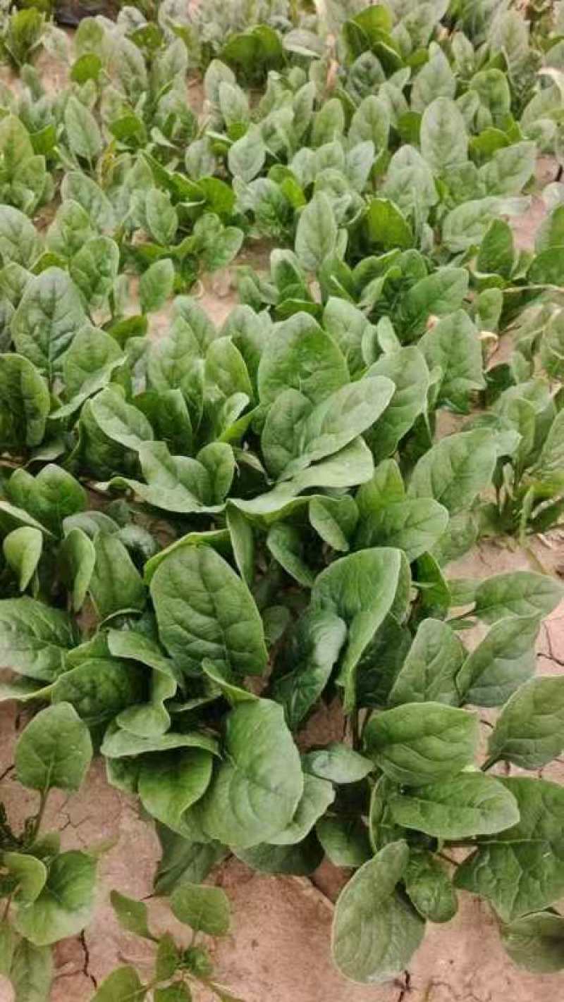 大叶菠菜，大量有货，对接全国市场电商平台，