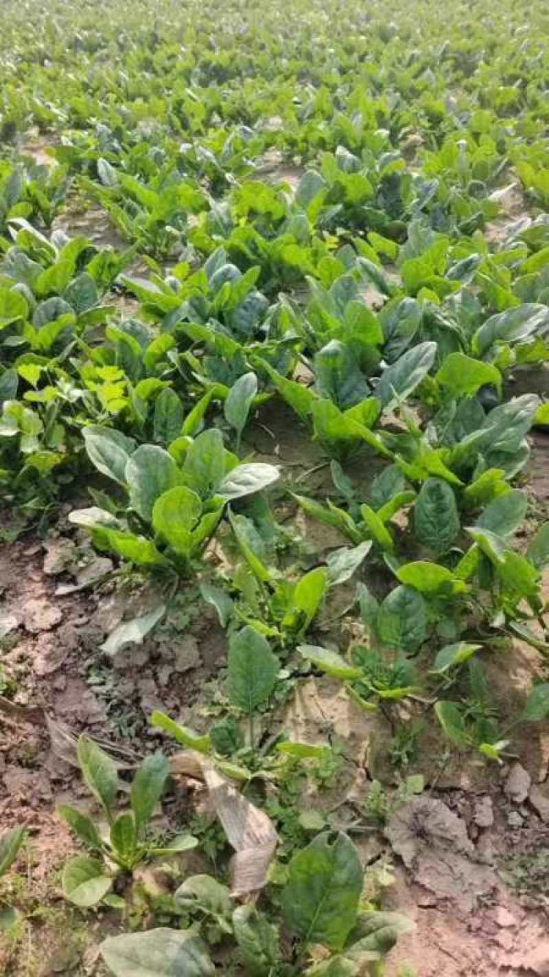大叶菠菜，大量有货，对接全国市场电商平台，
