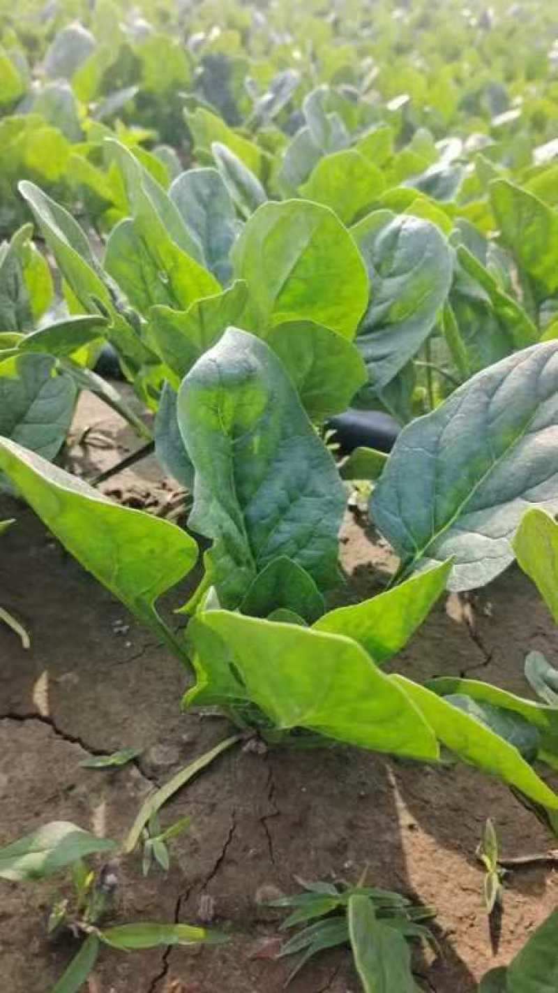 大叶菠菜，大量有货，对接全国市场电商平台，