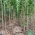 【107速生杨】河南济源基地直发，易成活提供技术量大从优