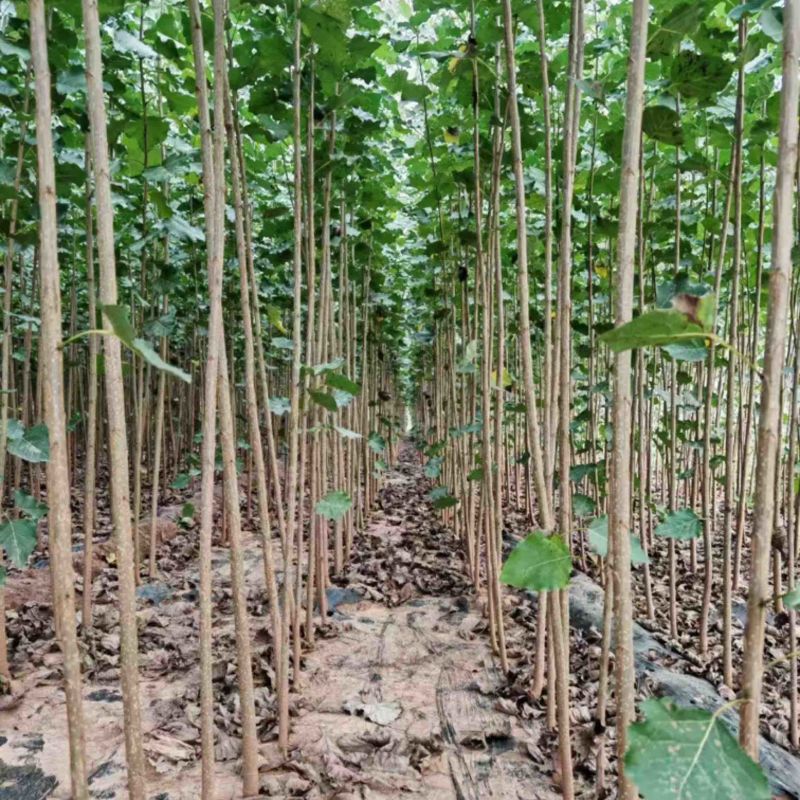 【107速生杨】河南济源基地直发，易成活提供技术量大从优