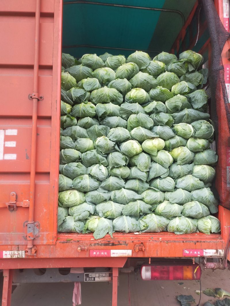 【热卖】奥奇娜扁包菜3一4斤左右电商产地直供可视频看货