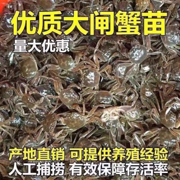 优质蟹苗公母可以选技术指导江苏基地直供品质好价格低