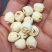 【净重无干燥剂】通芯莲子干货500g去芯湖南新鲜手工无