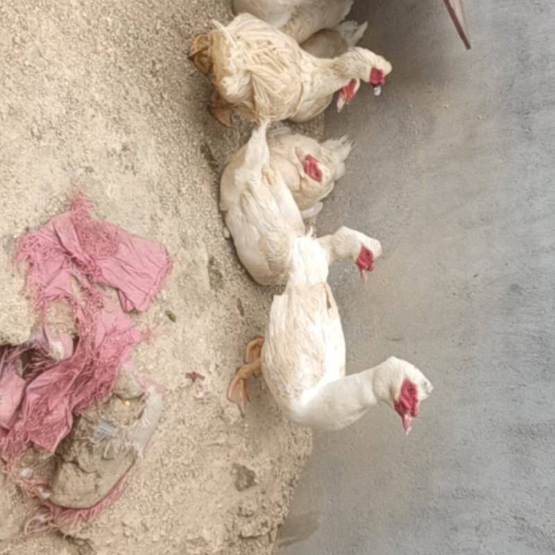 番鸭