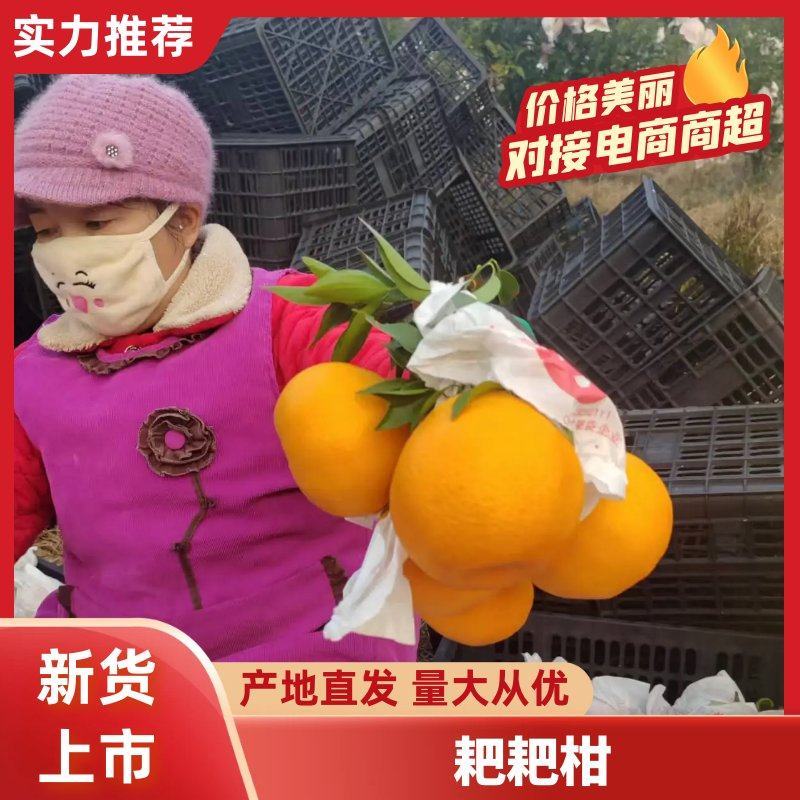 【实力商家】耙耙柑新鲜采摘现摘现发品质保证欢迎咨询