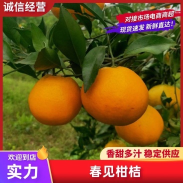 耙耙柑纯甜化渣产地直销，热情欢迎各位老板前来品尝购买
