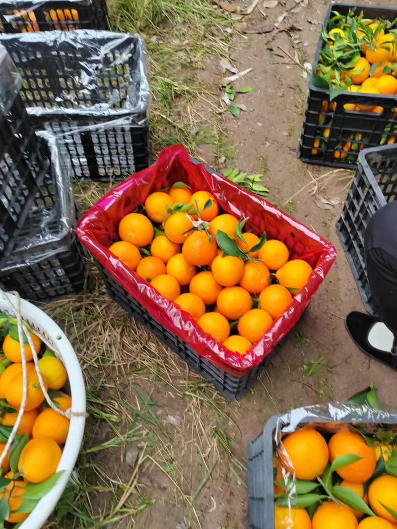 精品不知火丑橘货源充足现摘现发质量保证量大从优诚信经营