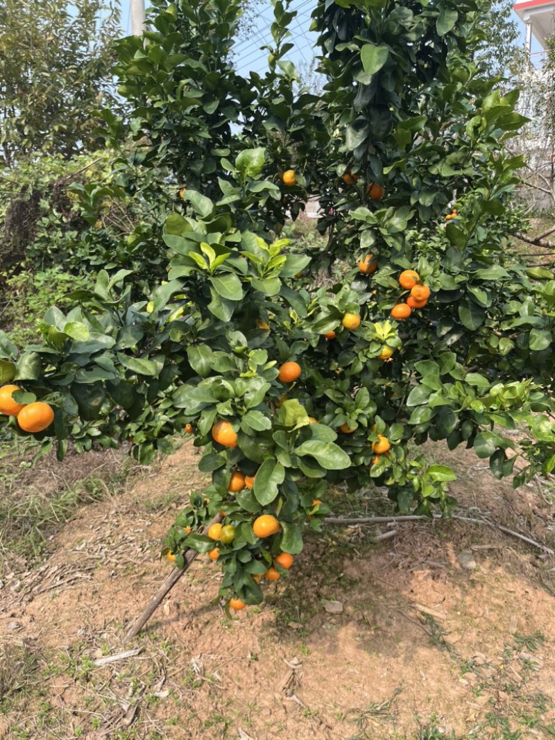 柑橘