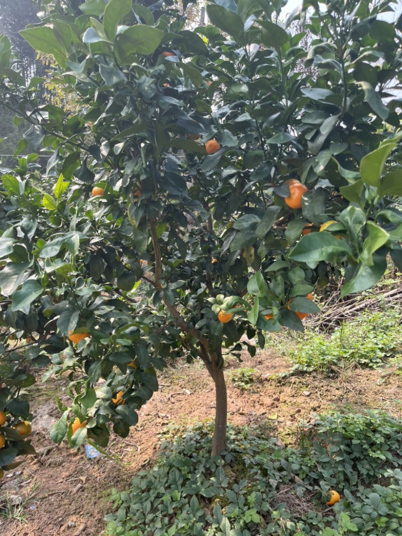 柑橘