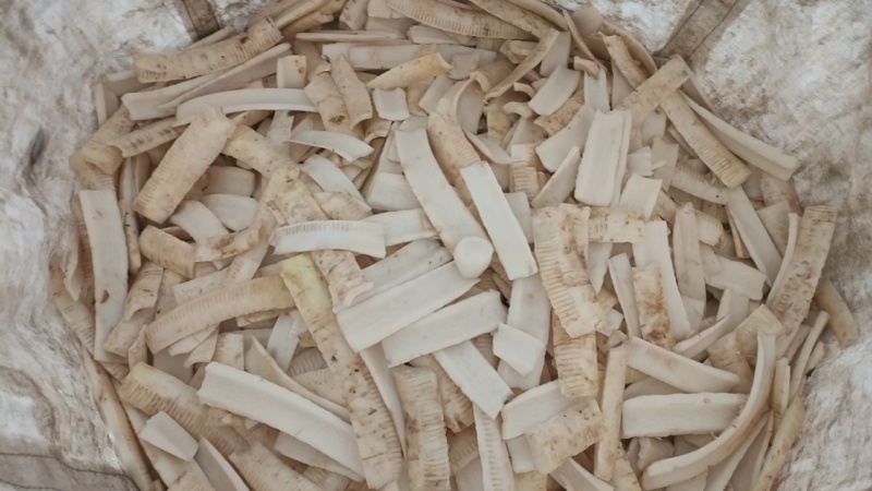 白萝卜萝卜皮量大品种春蕾厚度0.8-1.5厘米