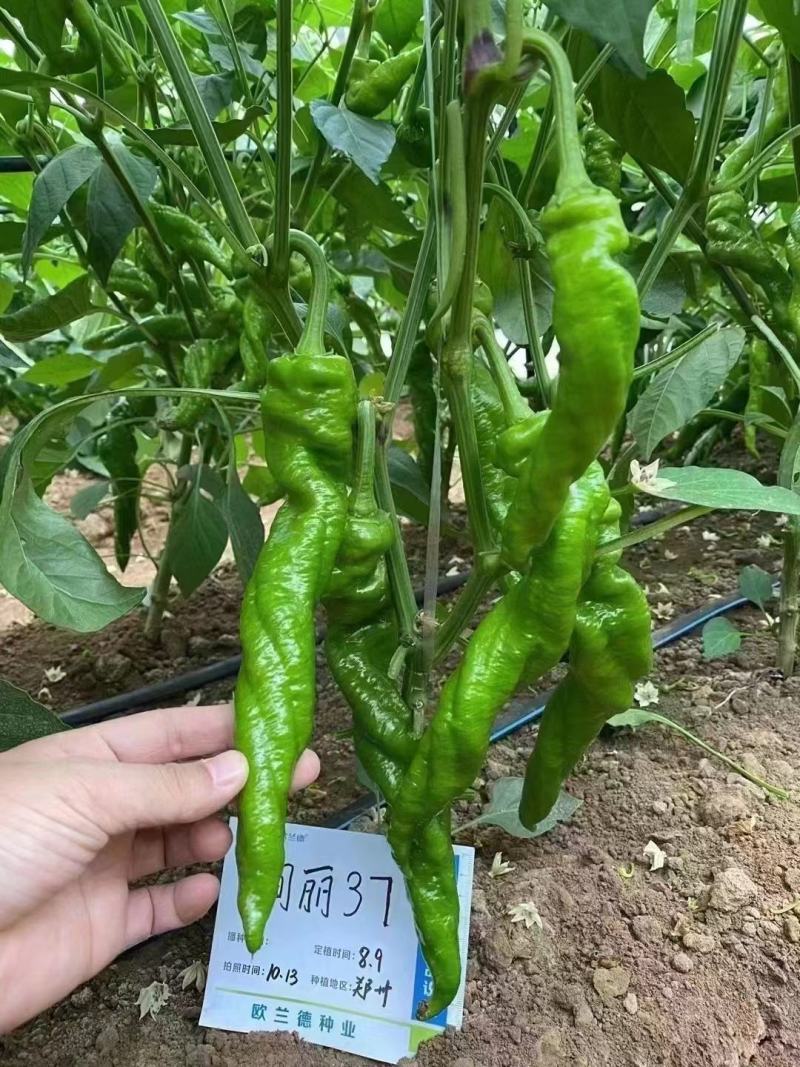 大果螺丝椒苗，越冬，越夏陇椒苗，全螺旋螺丝椒苗，麻花椒苗