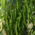 大果螺丝椒苗，越冬，越夏陇椒苗，全螺旋螺丝椒苗，麻花椒苗