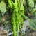 大果螺丝椒苗，越冬，越夏陇椒苗，全螺旋螺丝椒苗，麻花椒苗