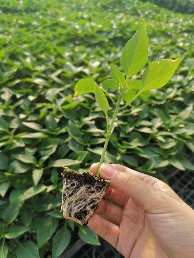 大果螺丝椒苗，越冬，越夏陇椒苗，全螺旋螺丝椒苗，麻花椒苗