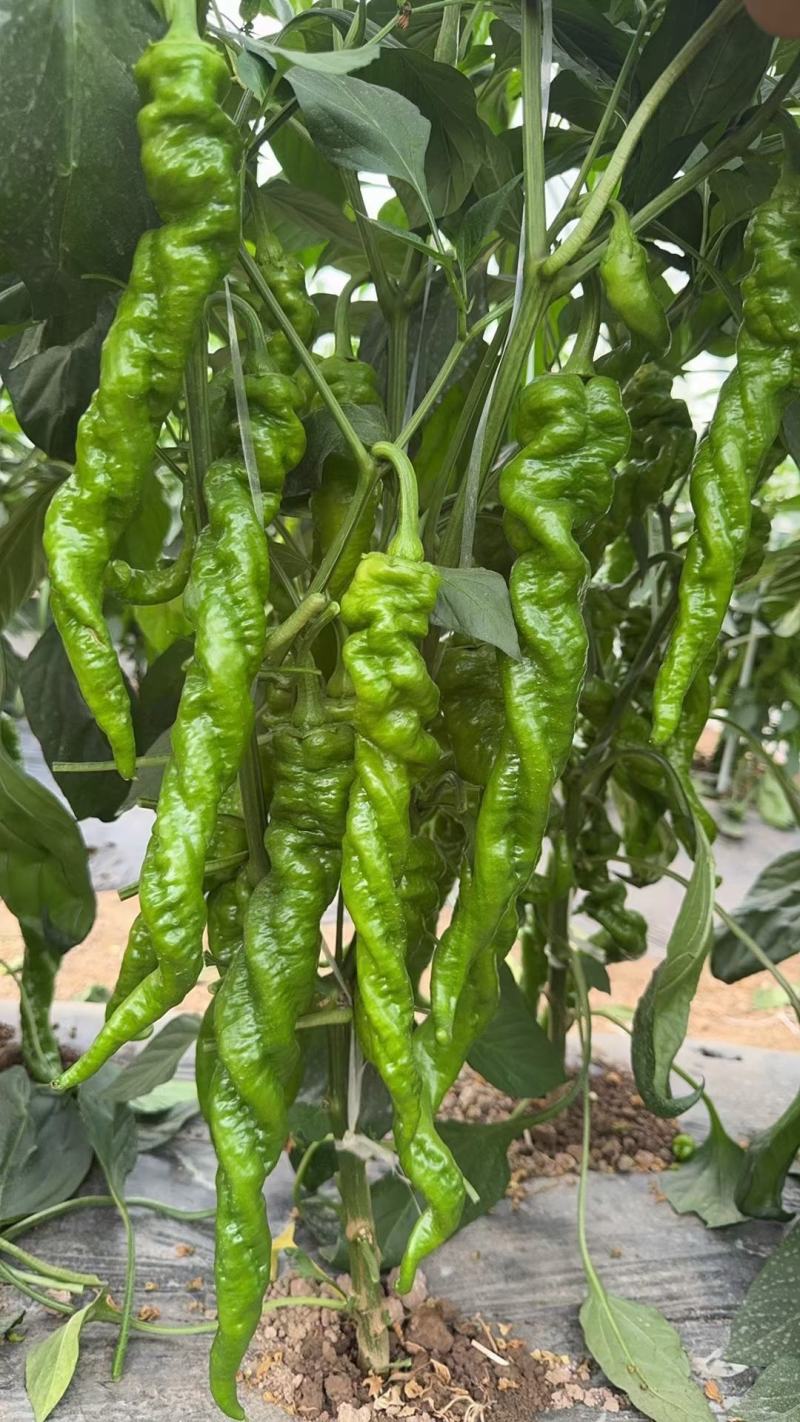 大果螺丝椒苗，越冬，越夏陇椒苗，全螺旋螺丝椒苗，麻花椒苗