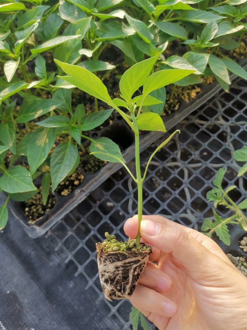 大果螺丝椒苗，越冬，越夏陇椒苗，全螺旋螺丝椒苗，麻花椒苗
