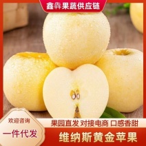 山东烟台维纳斯黄金苹果脆甜多汁批发代发对接电商一件代发