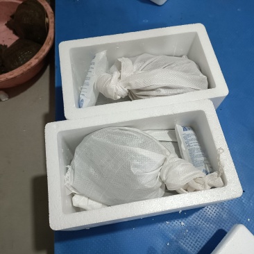 常德汉寿甲鱼