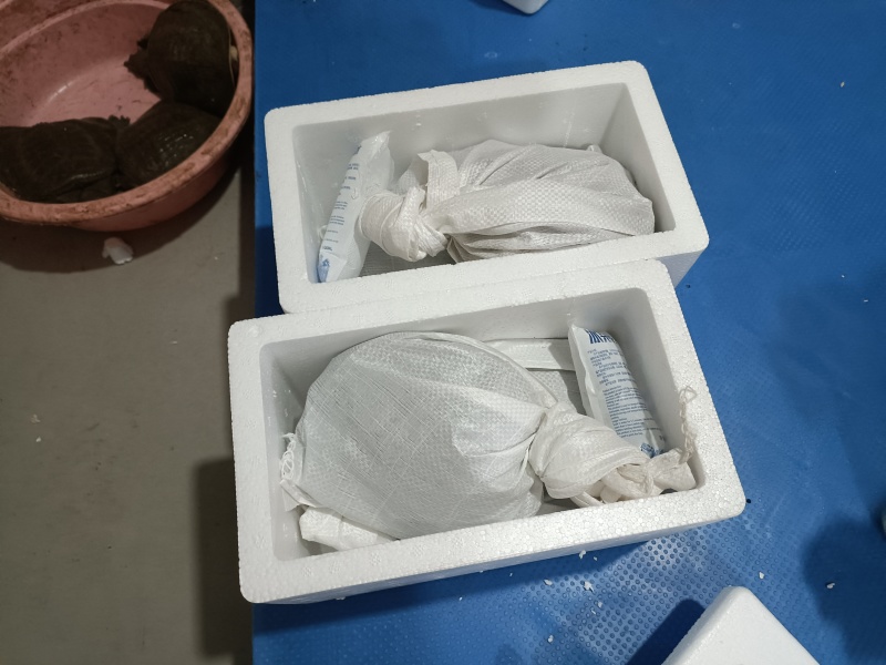 常德汉寿甲鱼