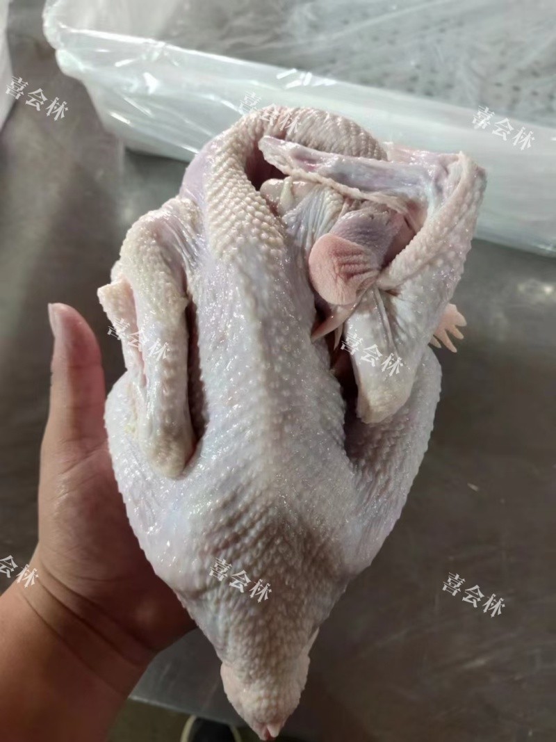 【推荐】山东沂蒙579小公鸡白条鸡诚信经营量大从优