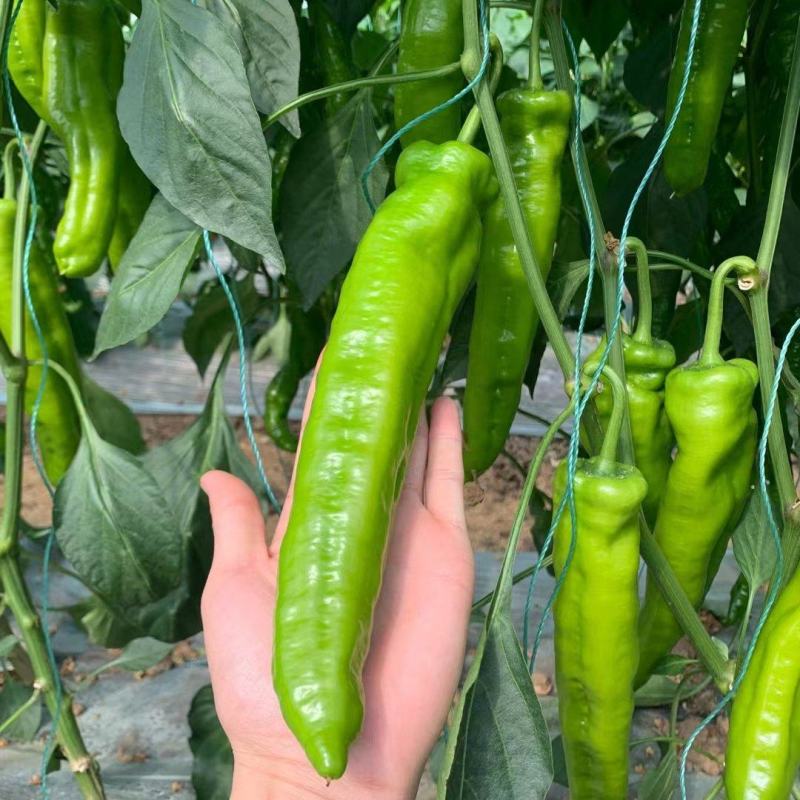 大果尖椒苗，羊角椒苗，越夏越冬尖椒苗，黄皮尖椒苗