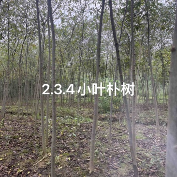 朴树小苗，朴树，2_3公分朴树小苗，二年生朴树小苗