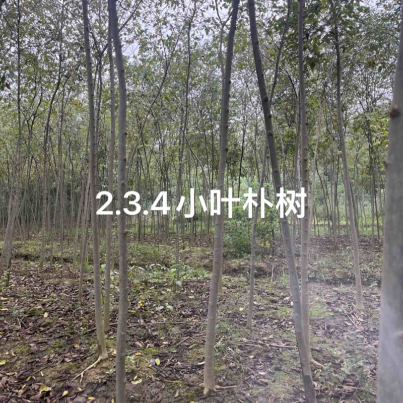 朴树小苗，朴树，2_3公分朴树小苗，二年生朴树小苗