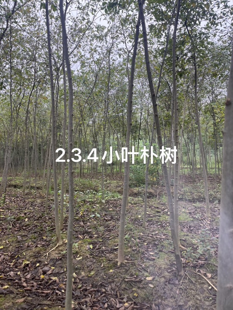 朴树小苗，朴树，2_3公分朴树小苗，二年生朴树小苗