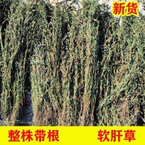 精选新货中药材软肝草铁甲草益肝草500克包邮