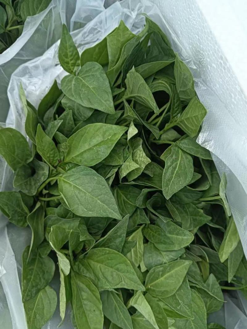 大果尖椒苗，羊角椒苗，越夏越冬尖椒苗，黄皮尖椒苗