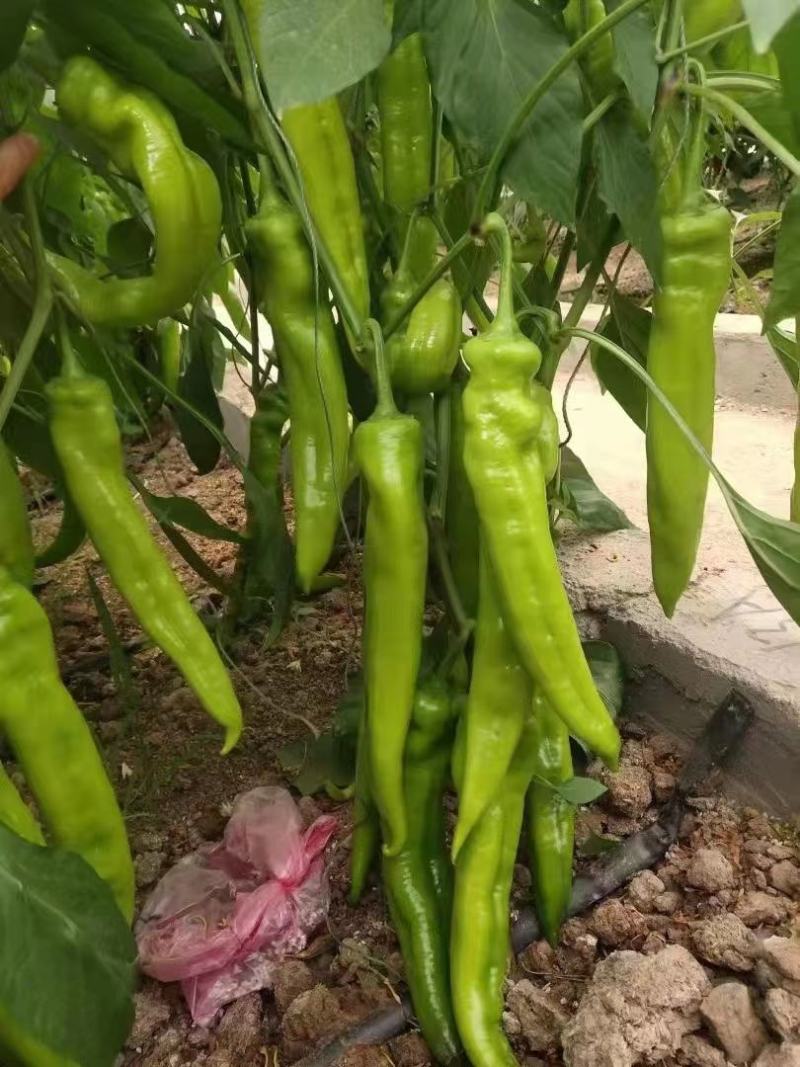 大果尖椒苗，羊角椒苗，越夏越冬尖椒苗，黄皮尖椒苗
