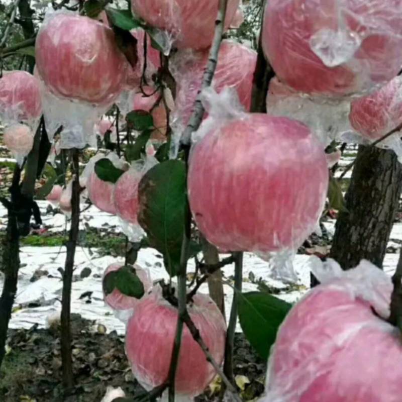 【膜袋红富士苹果】脆甜多汁！色泽鲜艳产地一手货源品质好