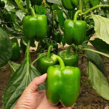 方椒苗，圆椒苗，二厚皮方椒，甜椒苗，菜椒苗，灯笼椒苗