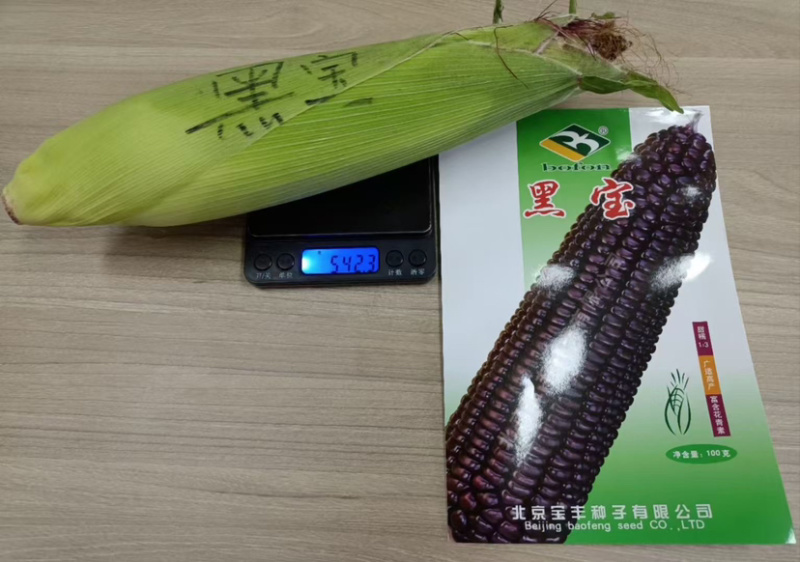 【国审】黑甜加糯糯玉米种子大穗25厘米甜糯1：3