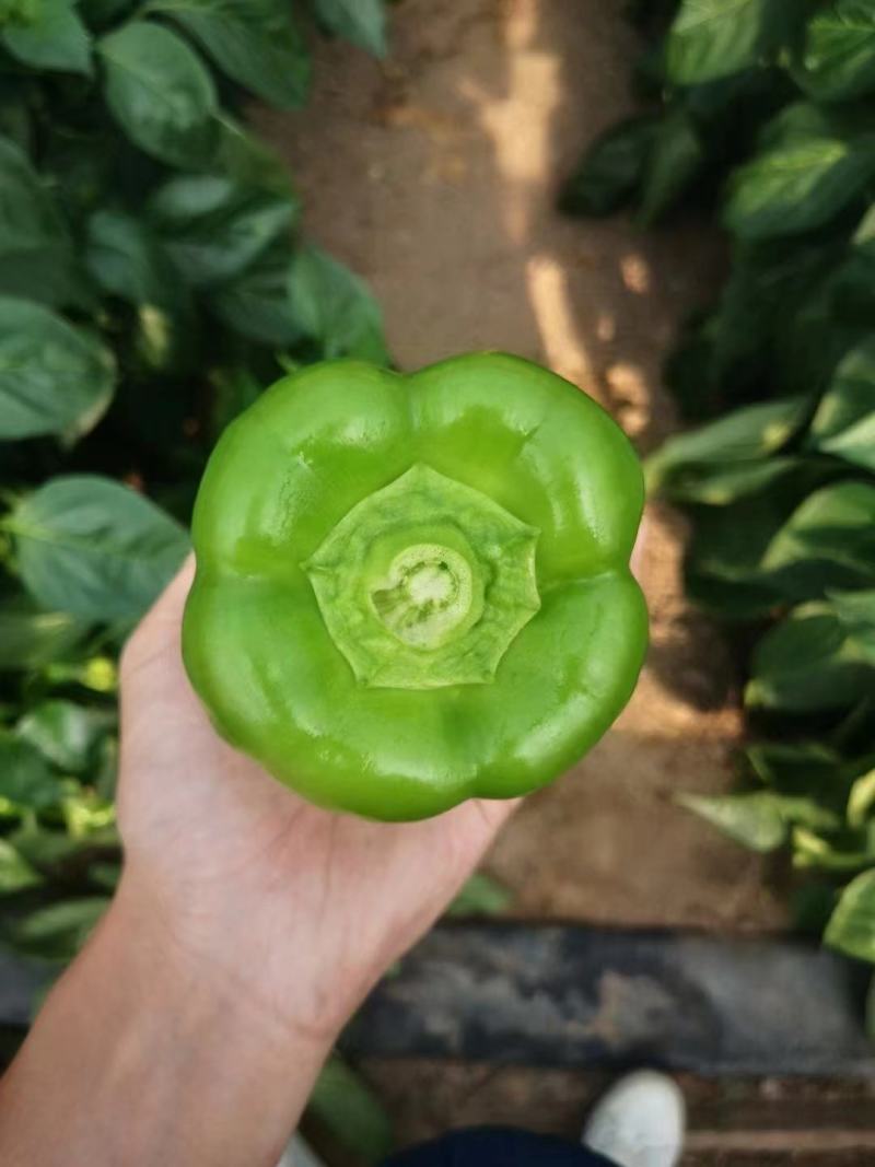 方椒苗，圆椒苗，二厚皮方椒，甜椒苗，菜椒苗，灯笼椒苗