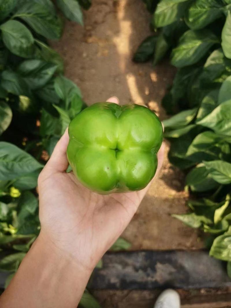 方椒苗，圆椒苗，二厚皮方椒，甜椒苗，菜椒苗，灯笼椒苗