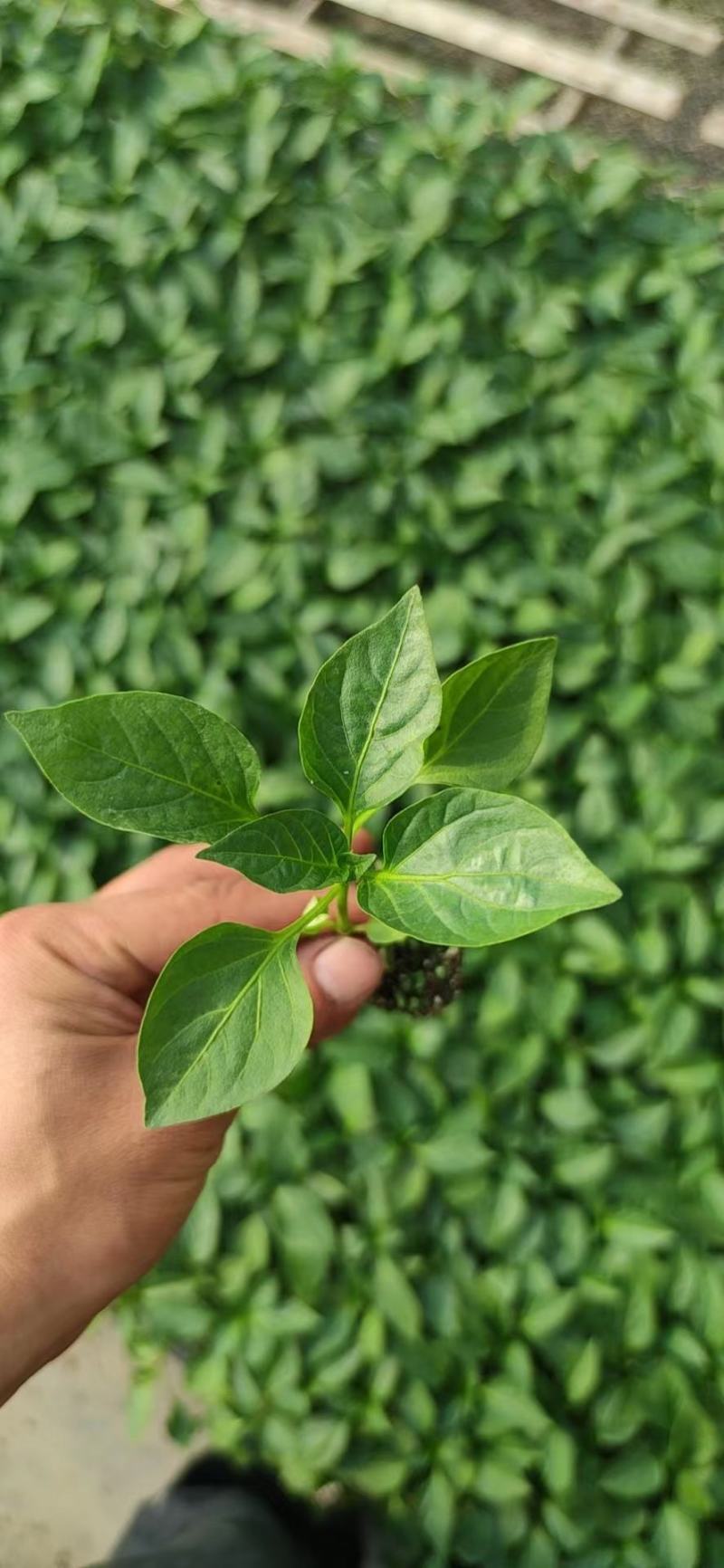 方椒苗，圆椒苗，二厚皮方椒，甜椒苗，菜椒苗，灯笼椒苗