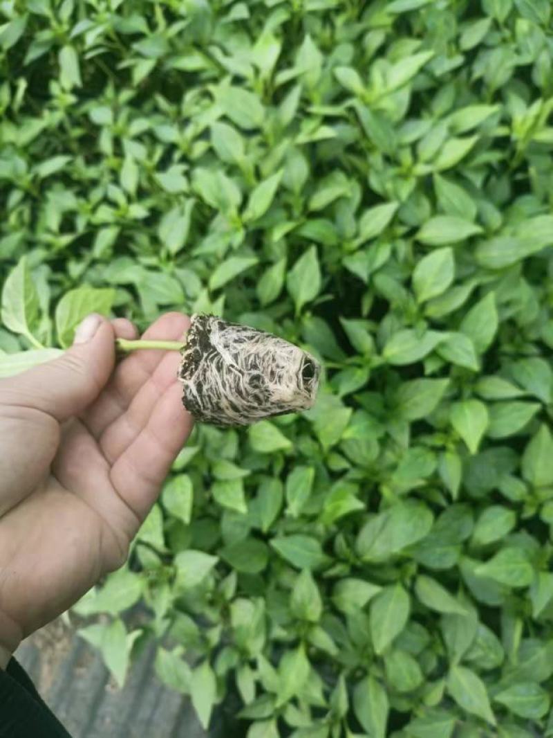 方椒苗，圆椒苗，二厚皮方椒，甜椒苗，菜椒苗，灯笼椒苗