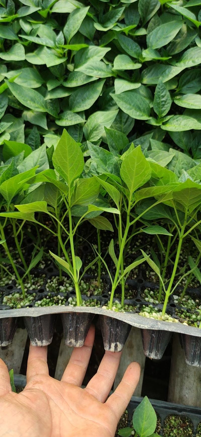 方椒苗，圆椒苗，二厚皮方椒，甜椒苗，菜椒苗，灯笼椒苗