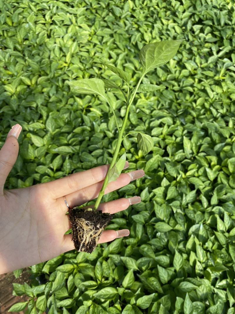 方椒苗，圆椒苗，二厚皮方椒，甜椒苗，菜椒苗，灯笼椒苗